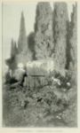 Mario De Maria - I cipressi di Villa Massimo -   